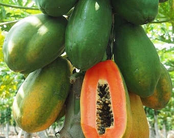 Dwarf Papaya Red Lady 50++ Seeds. Fresh Seeds Guaranteed to grow.