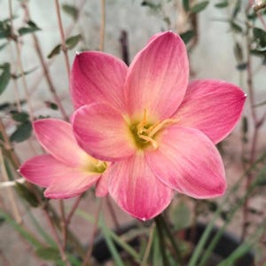 May include: Close-up of two pink flowers with yellow centers and delicate petals. The flowers are in full bloom, showcasing their vibrant colors and intricate details. The background includes green stems and leaves, adding a natural touch.