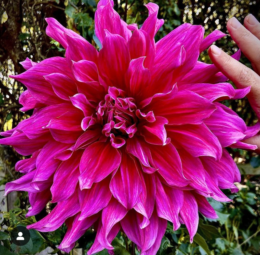 Giant Dinnerplate Dahlia emory Paul Preorder Etsy