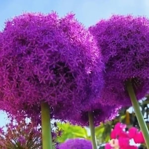 5 Bulbs Allium Purple Sensation. PreOrder Ship in Fall.