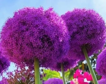 May include: Close-up of vibrant purple Allium flowers in full bloom. The spherical flower heads are composed of numerous tiny star-shaped florets. Green stems support the large, eye-catching blooms against a backdrop of blue sky and other colorful flowers.