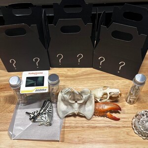 May include: Four black boxes with question marks on them, a butterfly, a seashell, a lobster claw, two skeletons, and two glass vials with white contents. The boxes have the text "Kodachrome" on them.