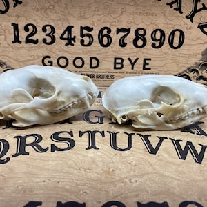 Raccoon skull