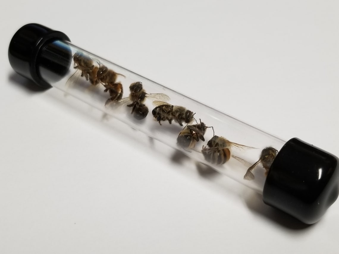 5ct DRIED Honey Bees - Taxidermy - Bees for Art Projects - Etsy