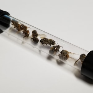 May include: A clear plastic tube with black end caps containing several dead bees. The bees are arranged in a line inside the tube.