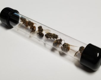 5ct DRIED Honey Bees - Taxidermy - Bees for Art Projects