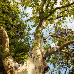 May include: A low-angle shot of a large tree trunk with mottled white, gray, and brown bark. The tree's branches reach upwards, covered in green leaves, against a blue sky with scattered clouds. The image captures a sense of nature and the outdoors.