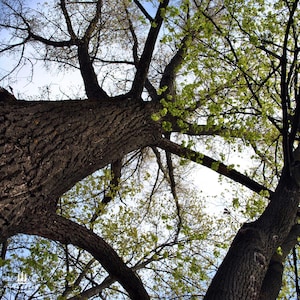 Silver Maple (Acer saccharinum) | Fast-Growing Shade Tree with Graceful, Silver-Backed Leaves