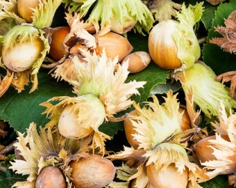 Common Filbert Tree Seeds | European Hazelnut | (Corylus avellana)