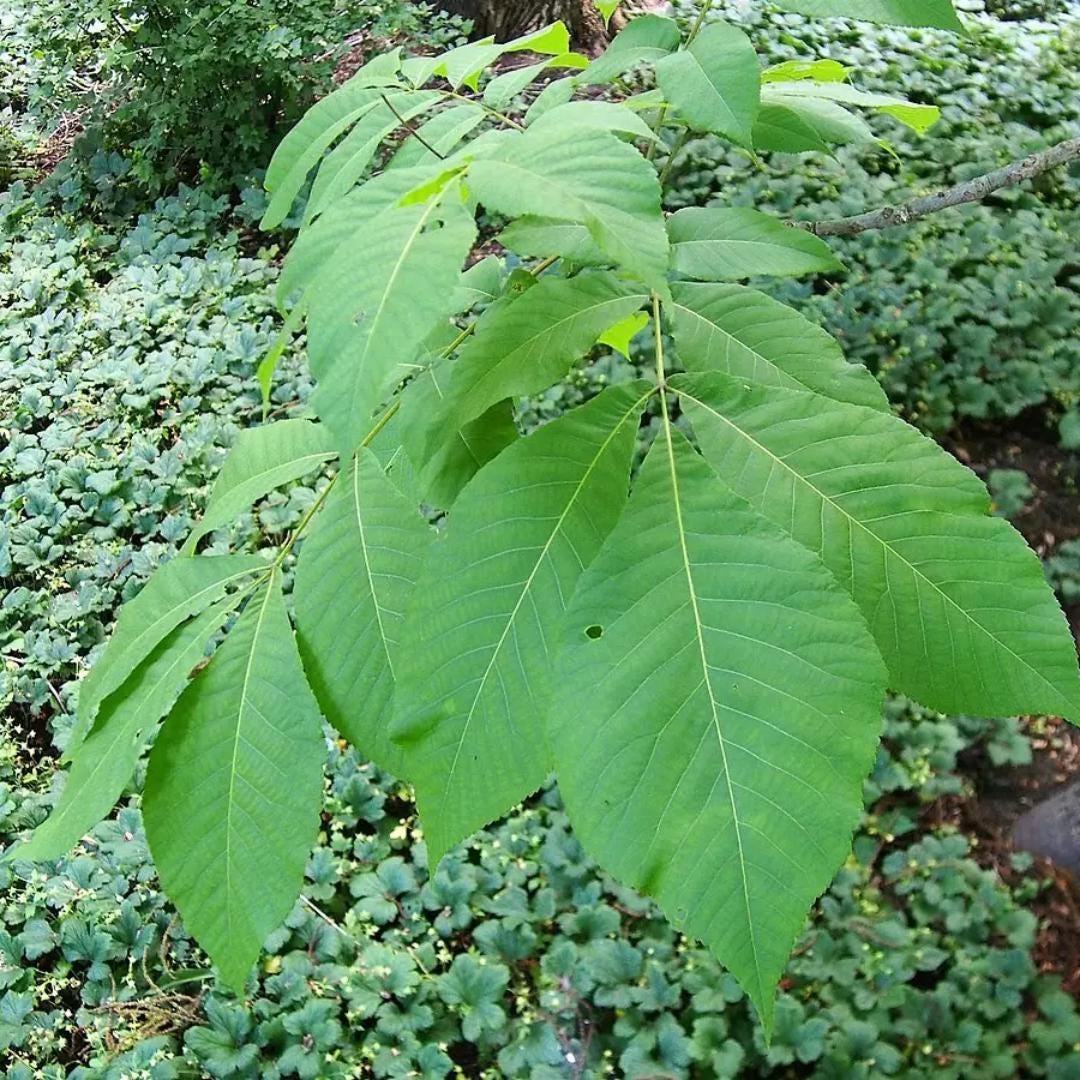 Shellbark Hickory Tree Seeds | Kingnut Hickory | (carya Laciniosa) - Etsy