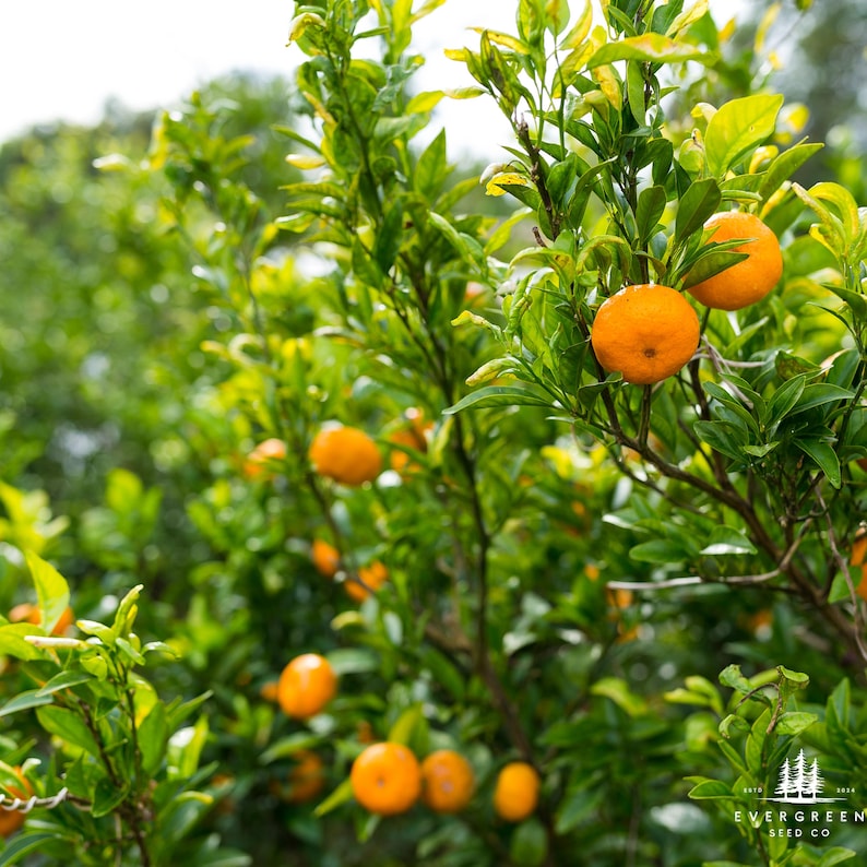 Puede incluir: Primer plano de un naranjo cargado de frutos maduros de color naranja brillante. Las hojas verdes del &aacute;rbol proporcionan un exuberante tel&oacute;n de fondo. La imagen est&aacute; bien iluminada, resaltando los colores vibrantes de las naranjas y el follaje. El texto "EVERGREEN SEED CO" es visible en la esquina inferior derecha.