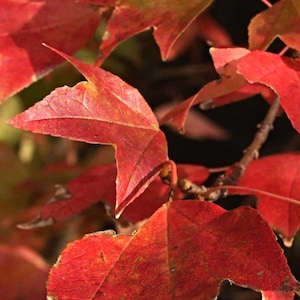 Trident Maple Tree Seeds (Acer buergerianum) | Hardy, Fast-Growing Bonsai & Landscaping Tree