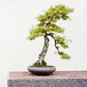 Japanese Larch Tree Seeds | Larix kaempferi | Fast-Growing Deciduous Conifer with Golden Fall Color