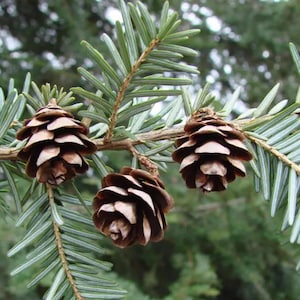 Eastern Hemlock Tree Seeds (Tsuga canadensis) | Hand-Collected, Native Tree Seeds for Reforestation