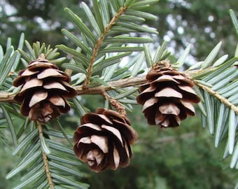 Eastern Hemlock Tree Seeds: Native Tsuga Canadensis for Reforestation