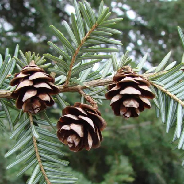 Eastern Hemlock Tree Seeds: Native Tsuga Canadensis for Reforestation