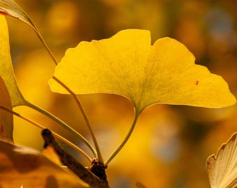 Ginkgo Biloba Seeds | Living Fossil Tree | Maidenhair Tree | Ancient Tree Gift