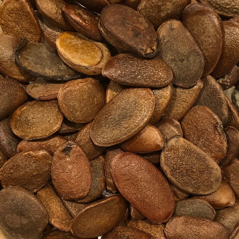 Puede incluir: Primer plano de un mont&oacute;n de semillas de sand&iacute;a. Las semillas, de forma ovalada, presentan una mezcla de tonos marrones, desde el beige claro hasta el marr&oacute;n oscuro. La textura es rugosa y ligeramente irregular, con variaciones de color.