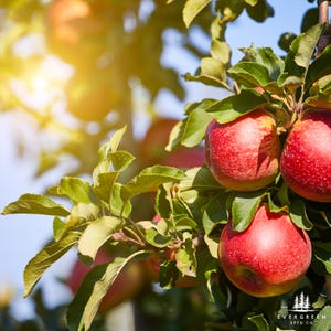Semillas de manzano del paraíso / Árbol frutal ornamental resistente para jardines y paisajismo / Malus pumila para cultivo doméstico