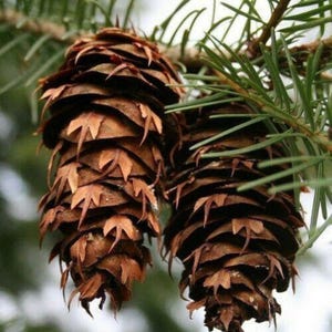 Douglas Fir Tree Seeds (Pseudotsuga menziesii) | Hardy Evergreen for Reforestation, Landscaping, and Wildlife Habitat