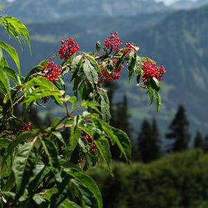 May include: A close-up of a branch with bright green leaves and clusters of small, vibrant red berries. The background features a blurred view of mountains and trees, creating a natural, outdoor setting.