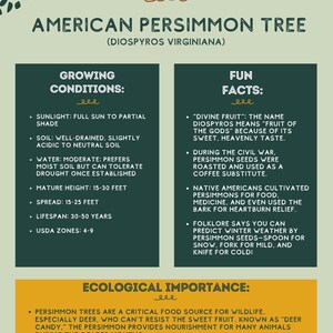 Puede incluir: Una hoja informativa sobre el &aacute;rbol de caqui americano (Diospyros Virginiana). Incluye condiciones de crecimiento, datos curiosos e importancia ecol&oacute;gica. El texto est&aacute; en blanco, verde y amarillo.