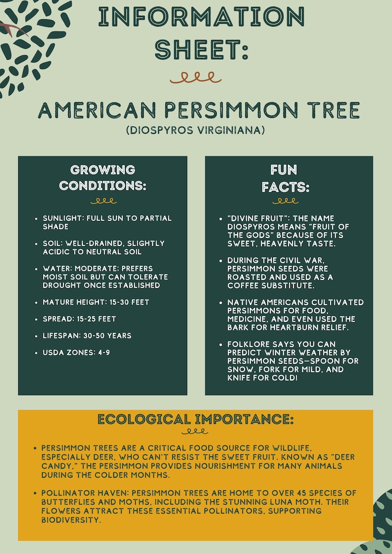Puede incluir: Una hoja informativa sobre el &aacute;rbol de caqui americano (Diospyros Virginiana). Incluye condiciones de crecimiento, datos curiosos e importancia ecol&oacute;gica. El texto est&aacute; en blanco, verde y amarillo.