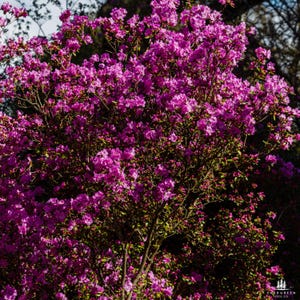 Judas Tree Seeds | Cercis Siliquastrum | Ornamental Flowering Tree with Pink Spring Blooms