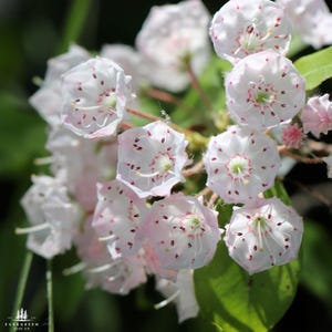 Mountain Laurel Seeds | Kalmia Latifolia | Ornamental Evergreen Shrub with Stunning Pink & White Blooms