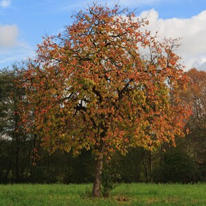 Puede incluir: Un &aacute;rbol grande con una copa llena de hojas naranjas y amarillas, sobre un cielo azul con nubes blancas. El tronco marr&oacute;n se alza en un campo de hierba verde. La escena evoca el oto&ntilde;o.