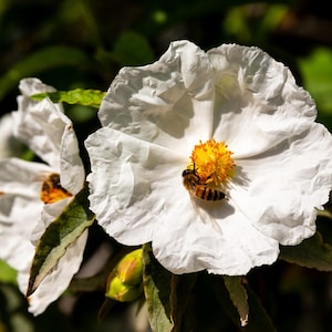 May include: Close-up of a white flower with a yellow center and a bee. The flower has delicate, textured petals. The bee is brown and black, collecting pollen. Green leaves and buds are in the background, with soft lighting.