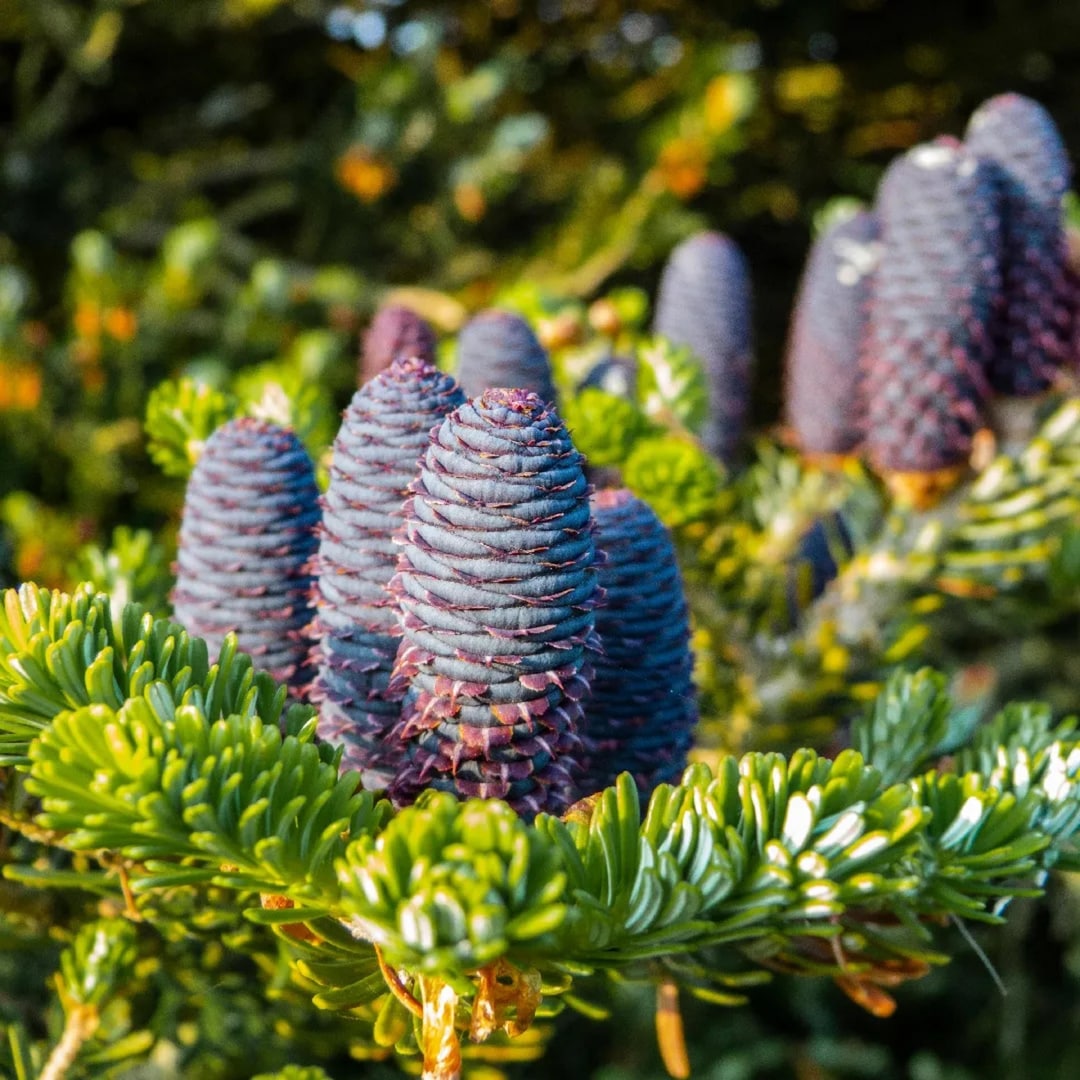 Balsam Fir Tree Seeds | (abies Balsamea) - Etsy