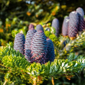 Balsam Fir Seeds | Abies balsamea Evergreen Tree for Landscaping, Christmas Tree Farms, and Wildlife Habitat
