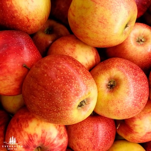 Semillas de manzano Honeycrisp / Malus domestica, árbol frutal dulce para jardines, huertos y cultivo doméstico / Resistente y fácil de cultivar