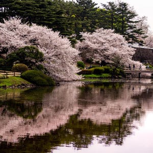 Weeping Higan Cherry Tree Seeds | Prunus subhirtella var. Pendula | Ornamental Flowering Tree