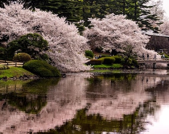 Weeping Cherry Seeds | Weeping Higan Cherry | (Prunus subhirtella)
