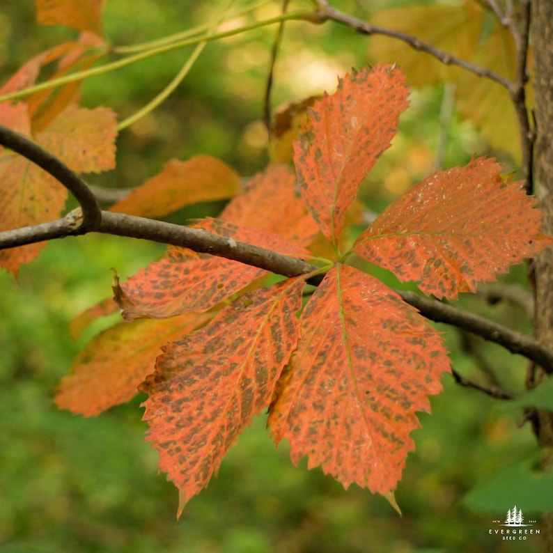 Chestnut Oak Tree Seeds | Quercus Montana | Drought-tolerant Native Oak ...
