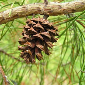 Virginia Pine Tree Seeds | Fast-Growing Hardy Evergreen for Landscaping, Reforestation & Wildlife Habitat