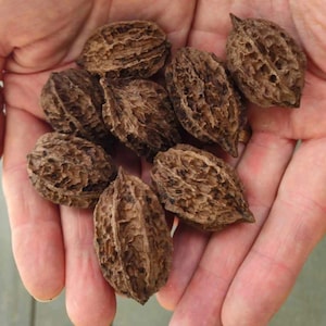 May include: A handful of brown, textured walnuts. The walnuts have a rough, ridged exterior and are held in an open hand. The color of the walnuts varies from light to dark brown.