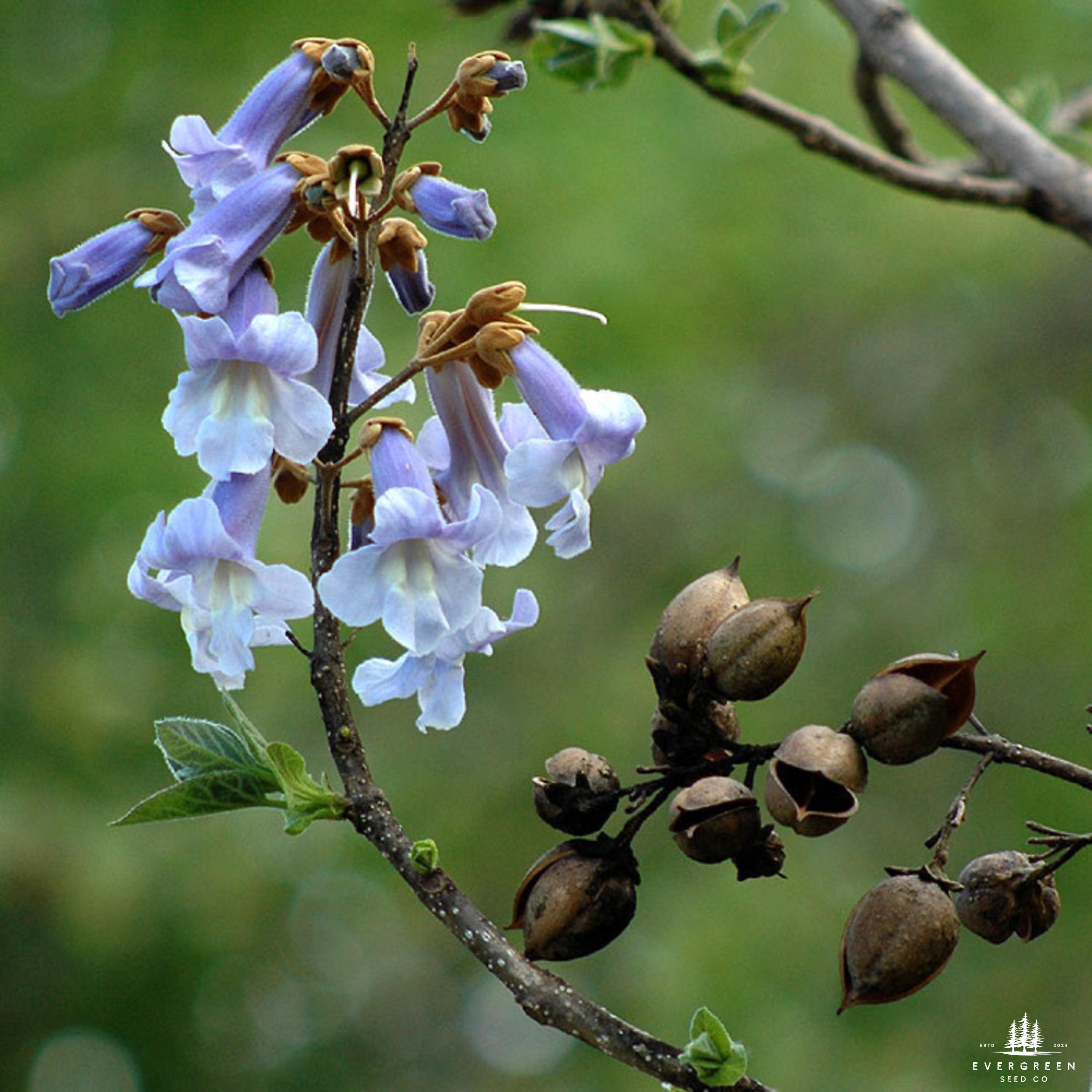 Emilda Tree Empress Tree Seeds | Paulownia Elongata | Fastest-growing Hardwood for ...