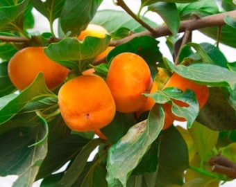 Puede incluir: Primer plano de una rama de caqui cargada de frutos naranjas maduros. Los caquis son redondos y regordetes, entre hojas verdes vibrantes. La imagen captura la belleza natural del árbol y sus frutos.