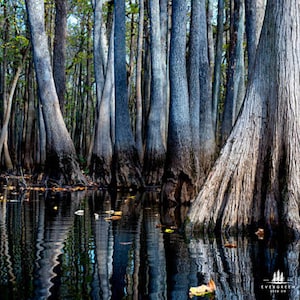 Water Tupelo Tree Seeds | Nyssa Aquatica | Fast-Growing Wetland Tree for Floodplains & Wildlife Habitat