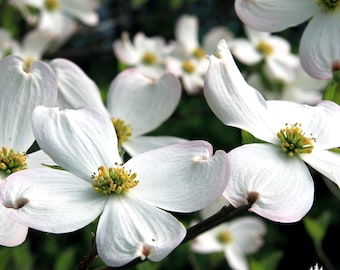White Dogwood Seeds | Native Flowering Tree | (Cornus florida) | Spring