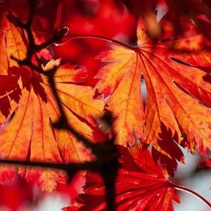 May include: Close-up of vibrant red and orange autumn leaves. The leaves, with their intricate veins, are illuminated by sunlight, creating a warm, inviting glow. The image captures the beauty of fall foliage, with a focus on the textures and colors of nature.