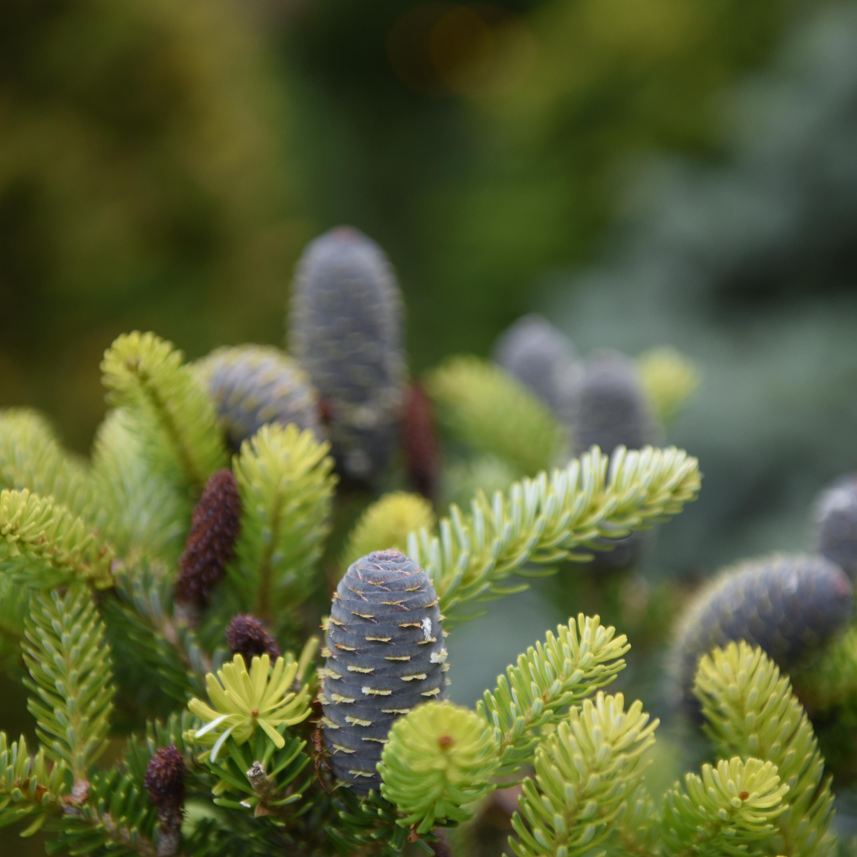 Abete Di Natale (Abies Balsamea) | Semi Del Mondo - Foto 7