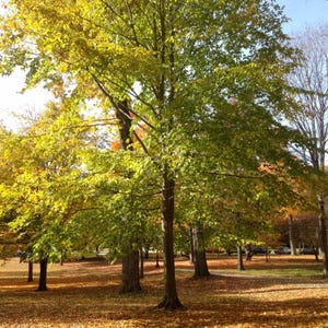 American Beech Tree Seeds | Fagus Grandifolia | Hardy Shade Tree for Landscaping & Wildlife Habitat