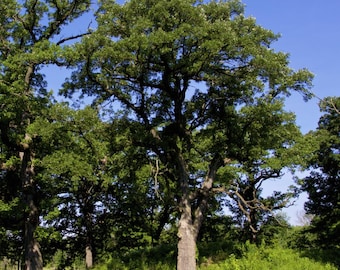 SOLD OUT-Bur Oak Tree Seeds (Quercus macrocarpa) | Hardy Native Oak with Majestic Canopy & Wildlife Value