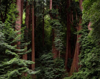California Redwood Tree Seeds | Sequoia sempervirens
