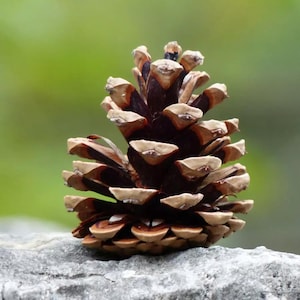 Austrian Pine Seeds (Pinus nigra) | Fast-Growing Evergreen for Landscaping & Windbreaks