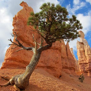 May include: A scenic landscape featuring a weathered tree with green foliage, set against a backdrop of towering, orange-red rock formations. The sky is a vibrant blue with scattered clouds, creating a contrast of colors and textures.